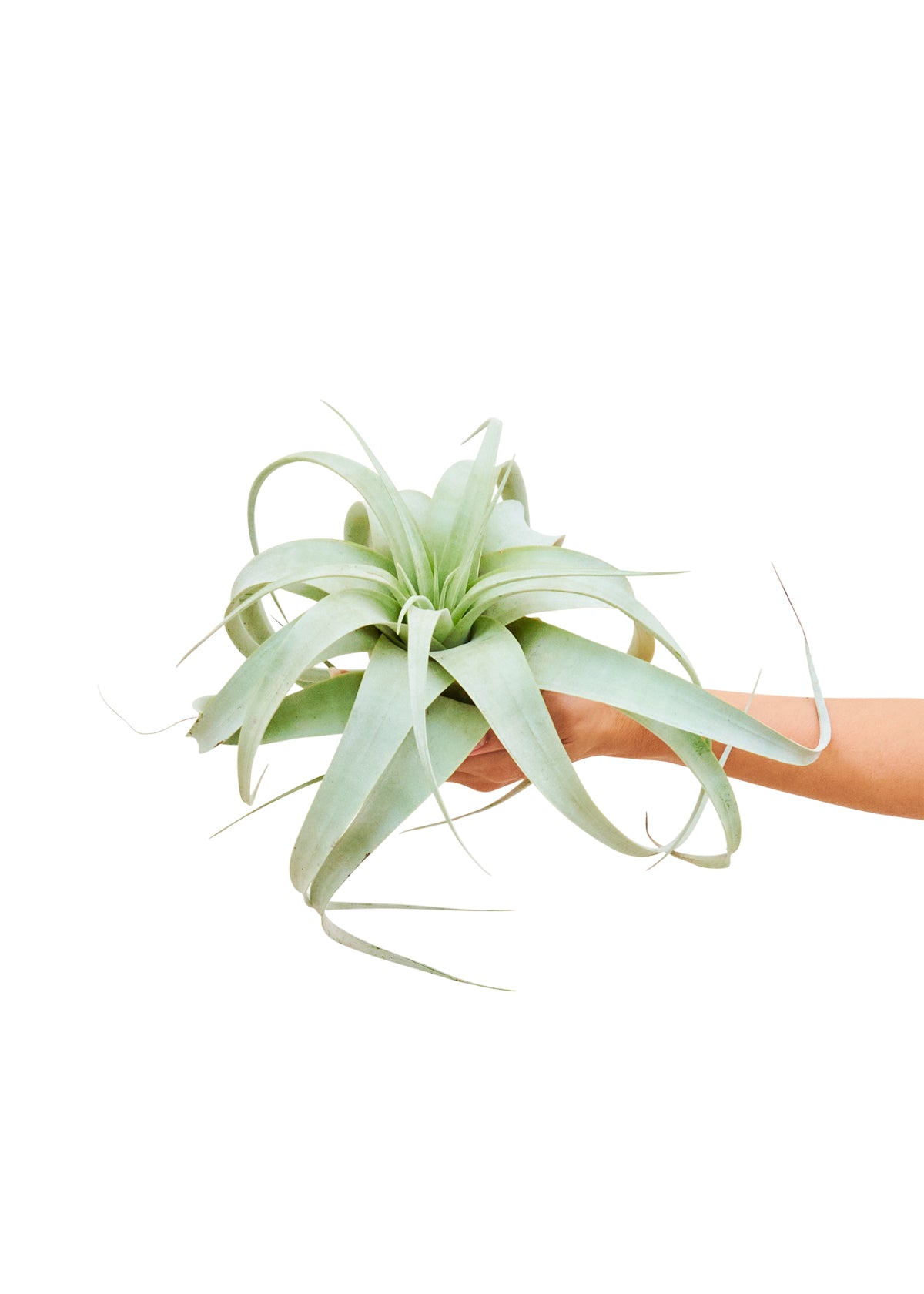 King of Air Plants, Medium, Xerographica