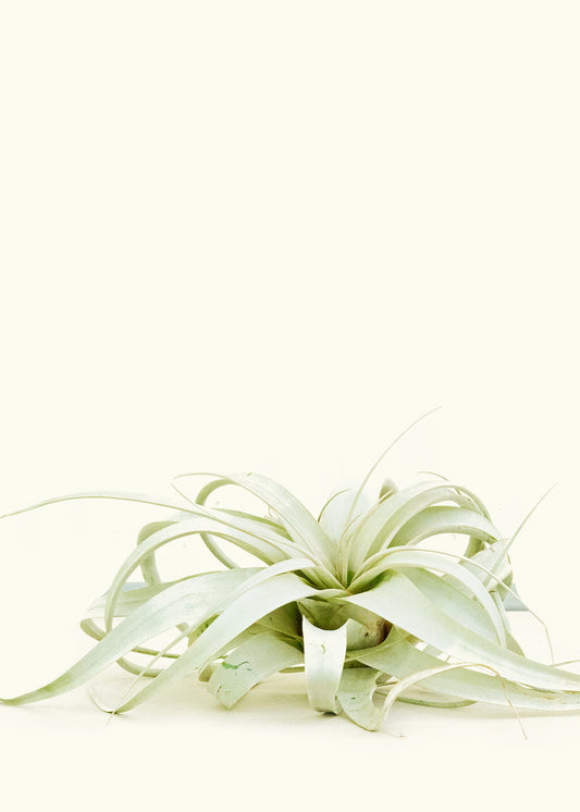 King of Air Plants, Extra Large, Xerographica